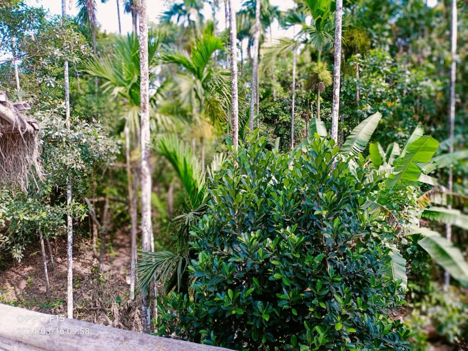 Streaming Valley Independent Coffee Estate Stay Madikeri Eksteriør bilde